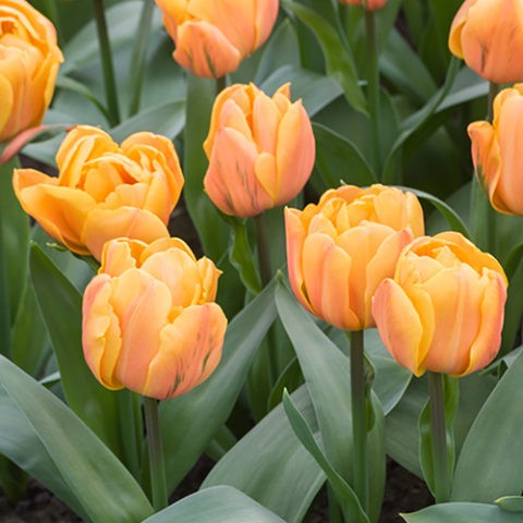 Terry tulip: description, best varieties, planting and care