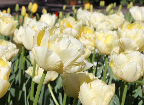 Terry tulip: description, best varieties, planting and care