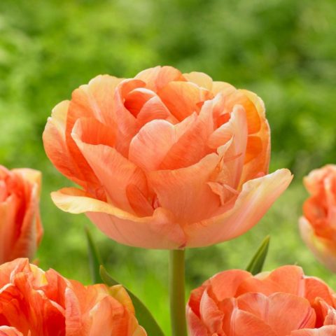 Terry tulip: description, best varieties, planting and care