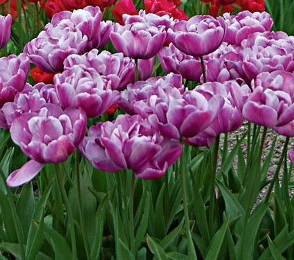 Terry tulip: description, best varieties, planting and care