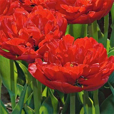 Terry tulip: description, best varieties, planting and care