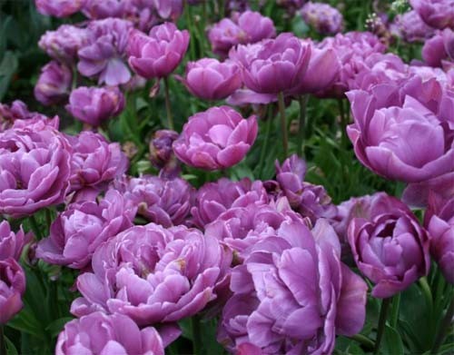 Terry tulip: description, best varieties, planting and care