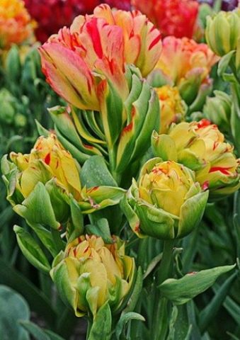 Terry tulip: description, best varieties, planting and care