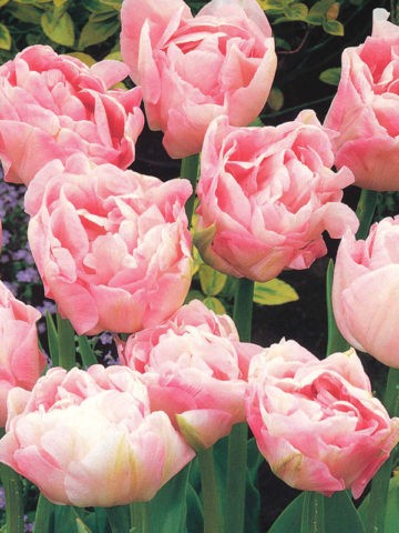 Terry tulip: description, best varieties, planting and care