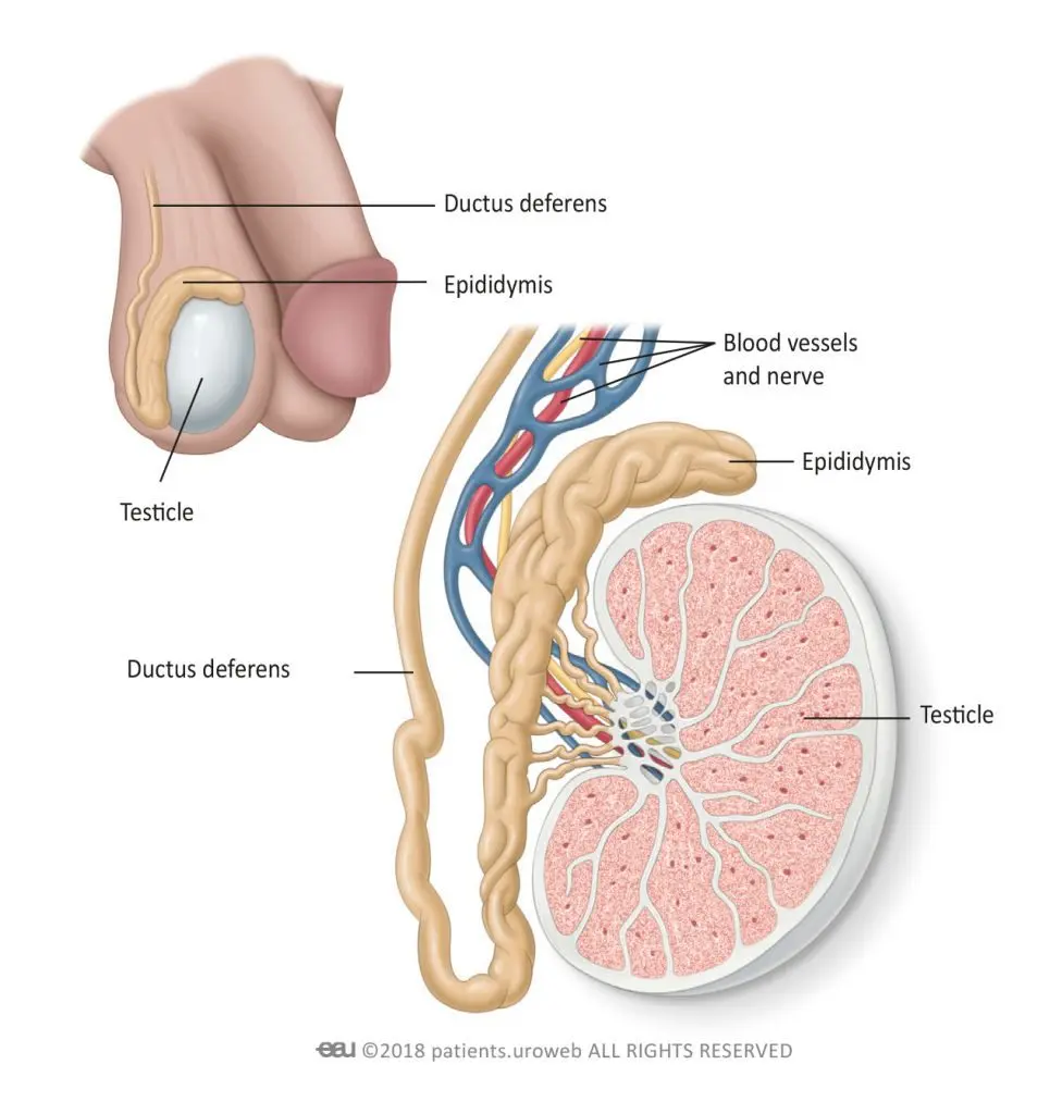 Testicular cancer kills instantly