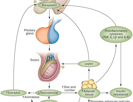 Testosterone fights the metabolic syndrome