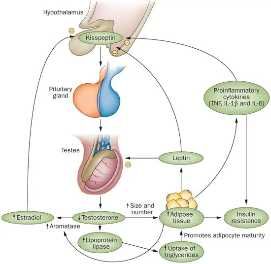 Testosterone fights the metabolic syndrome