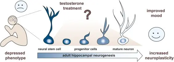 Testosterone has an antidepressant effect