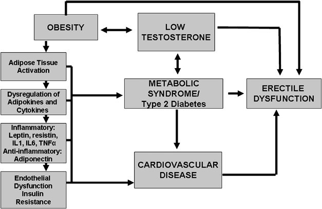 Testosterone &#8211; role, norms, excess and deficiency. How to check testosterone levels? [WE EXPLAIN]