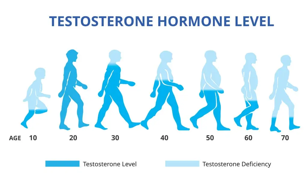 Testosterone: the most masculine hormone