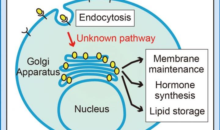 Tethered cholesterol