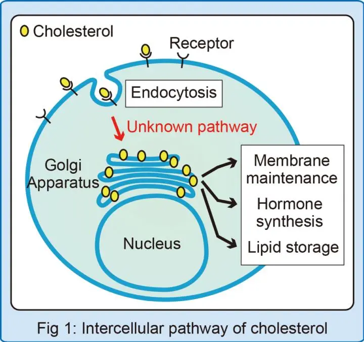 Tethered cholesterol