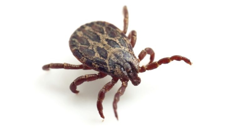 Thanks to ticks, we know more about blood clotting