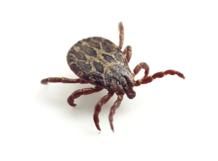 Thanks to ticks, we know more about blood clotting