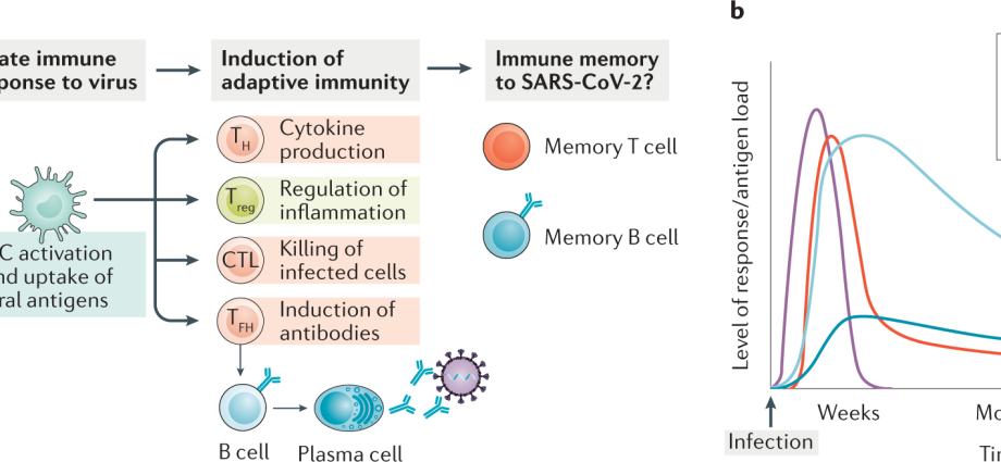 Thanks to viruses, we remember and learn