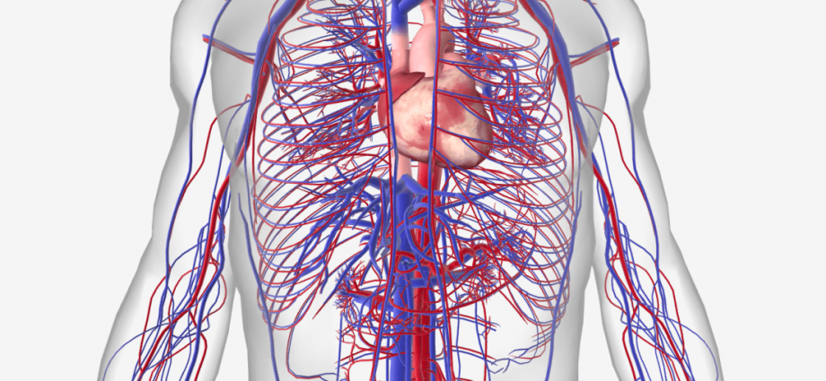 The 10 most common diseases of the circulatory system