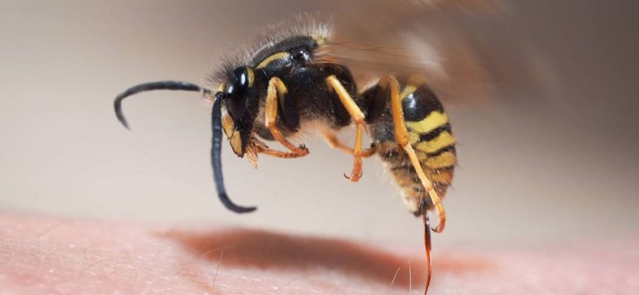 The 49-year-old died from a wasp sting. What should we do when we find a wasp nest?