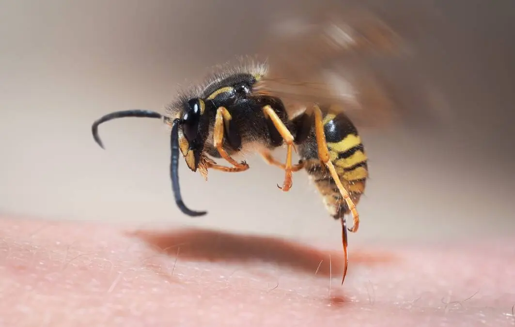 The 49-year-old died from a wasp sting. What should we do when we find a wasp nest?