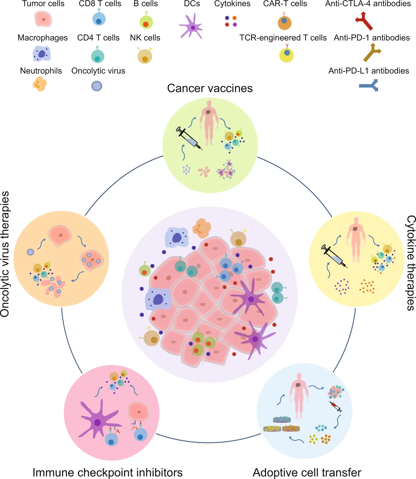 The anti-cancer drug rejuvenates the immune system