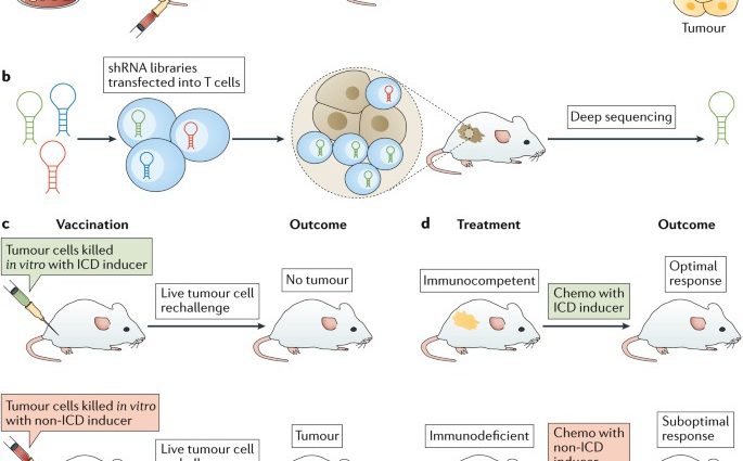 The antibodies treat end-stage cancer mice