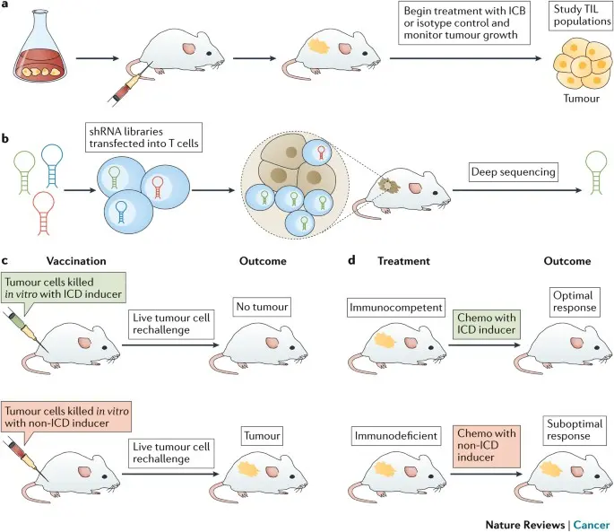 The antibodies treat end-stage cancer mice