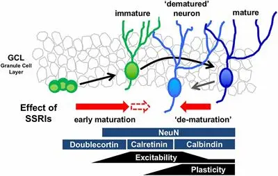 The antidepressant drug stimulates neurogenesis