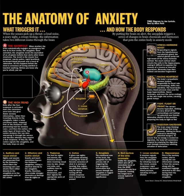 The anxiety center was located in the brain