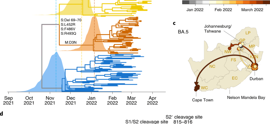 The BA.4 and BA.5 mutations take over the world. Will this pandemic ever end? We ask the virologist