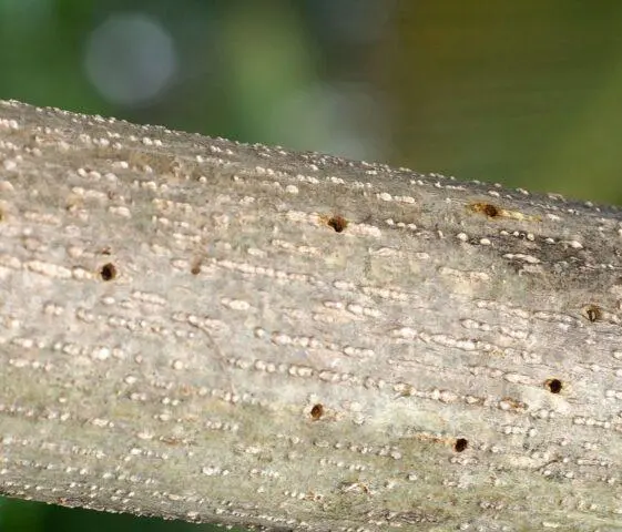 The bark of an apple tree exfoliates: what to do, how to save, in spring, autumn