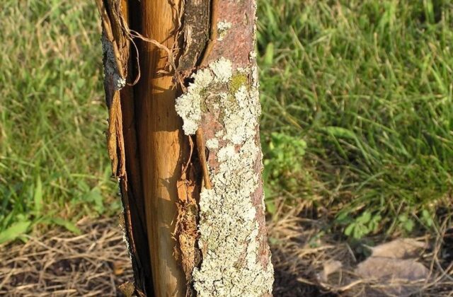 The bark of an apple tree exfoliates: what to do, how to save, in spring, autumn