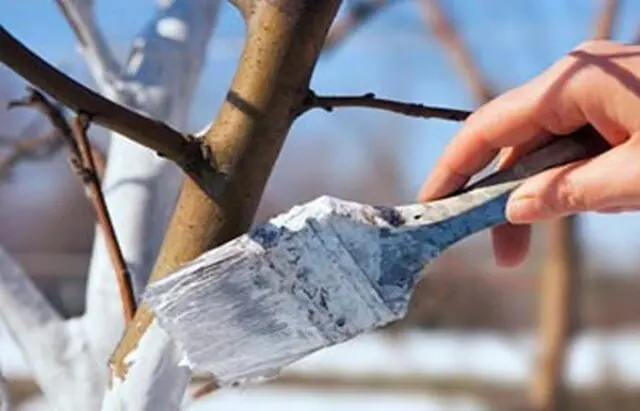 The bark of an apple tree exfoliates: what to do, how to save, in spring, autumn