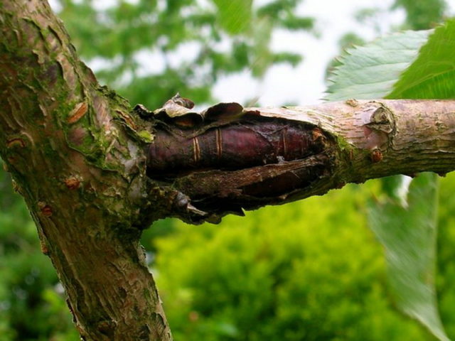 The bark on the cherry is cracking: causes and control measures