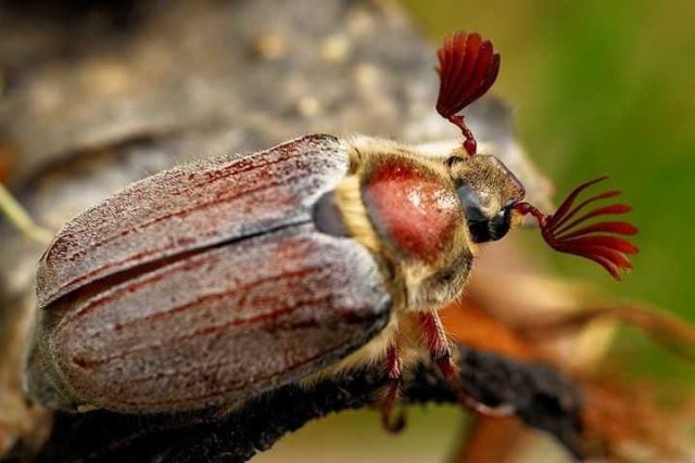 The bark on the cherry is cracking: causes and control measures