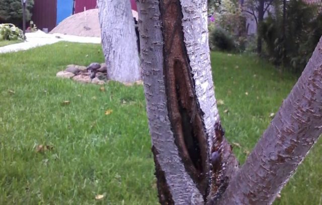 The bark on the cherry is cracking: causes and control measures