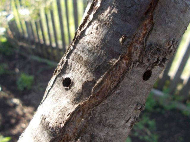 The bark on the cherry is cracking: causes and control measures