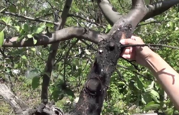 The bark on the cherry is cracking: causes and control measures