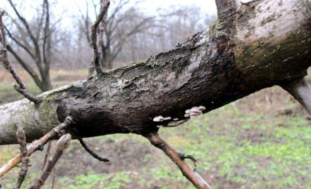 The bark on the cherry is cracking: causes and control measures