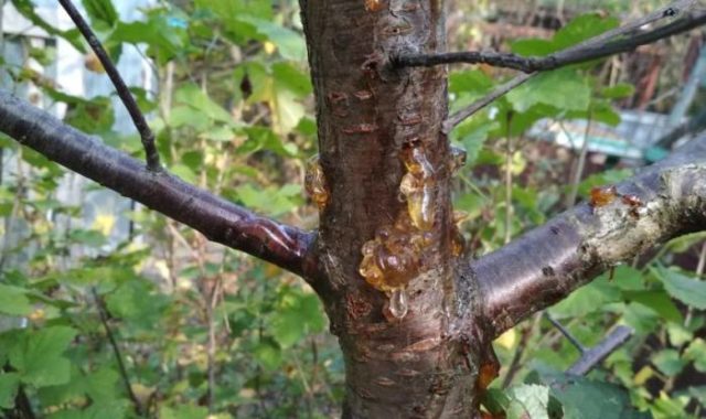 The bark on the cherry is cracking: causes and control measures