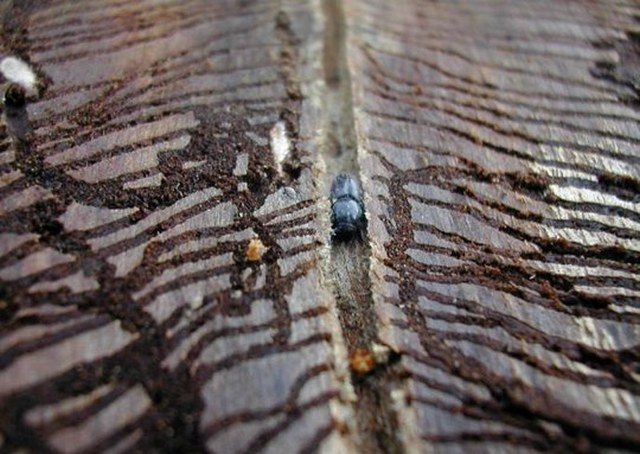 The bark on the cherry is cracking: causes and control measures