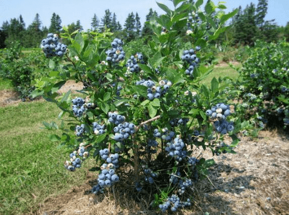 The benefits and harms of blueberries