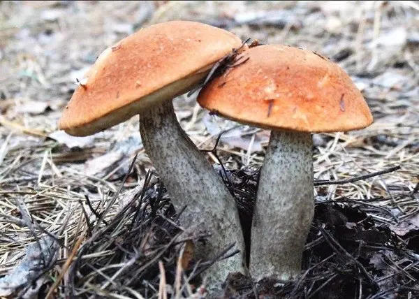 The benefits and harms of boletus: what they help and who are contraindicated