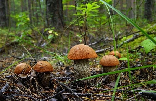 The benefits and harms of boletus: what they help and who are contraindicated