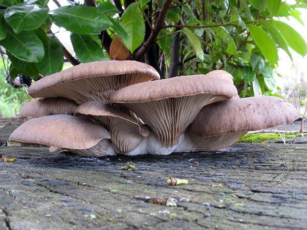 The benefits and harms of oyster mushrooms: chemical composition, rules of use and contraindications + use in medicine and cosmetology