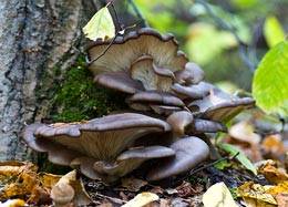 The benefits and harms of oyster mushrooms for the body