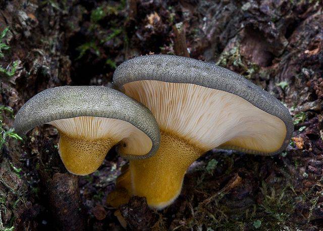 The benefits and harms of oyster mushrooms for the body