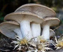 The benefits and harms of oyster mushrooms for the body