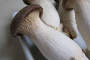 The benefits and harms of oyster mushrooms for the body