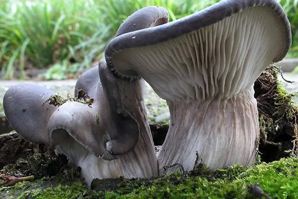 The benefits and harms of oyster mushrooms for the body