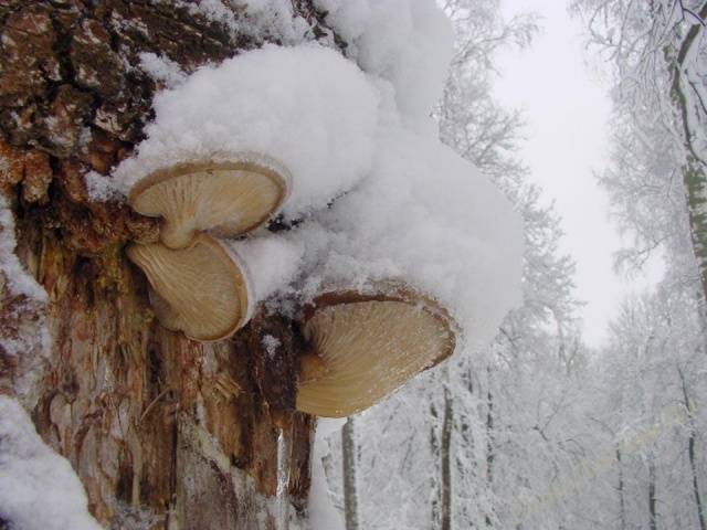 The benefits and harms of oyster mushrooms for the body