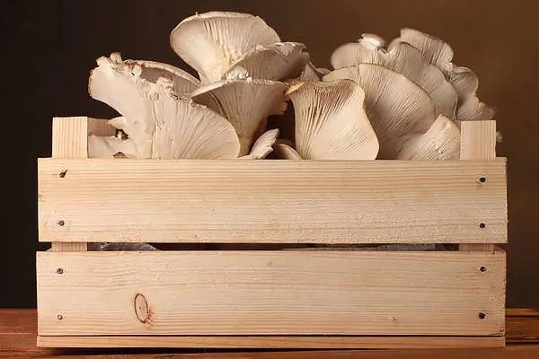 The benefits and harms of oyster mushrooms for the body